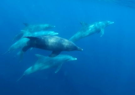 Delfinekkel úszás Hurghada
